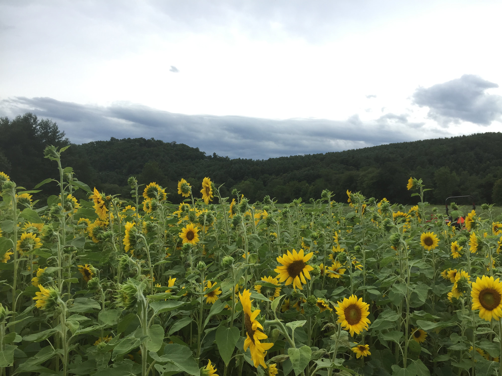 Pitch Pine Farm photo 3