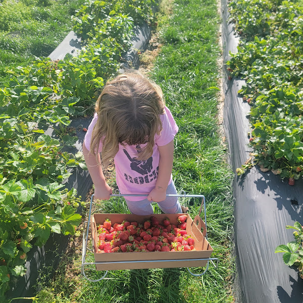 JJ's Berry Patch