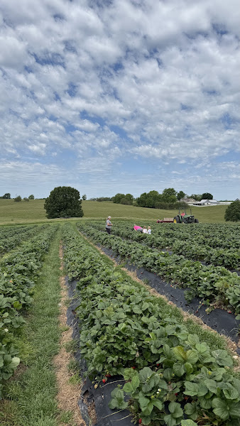 JJ's Berry Patch photo 2