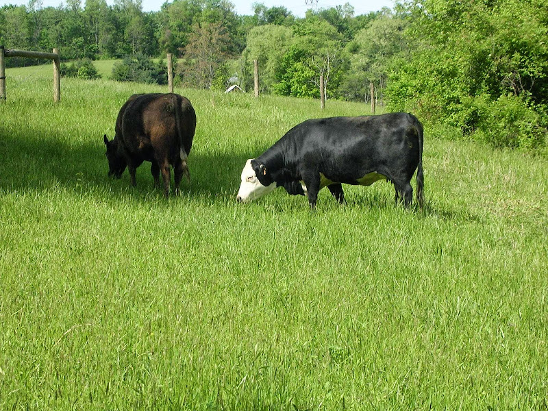 The JK Farm