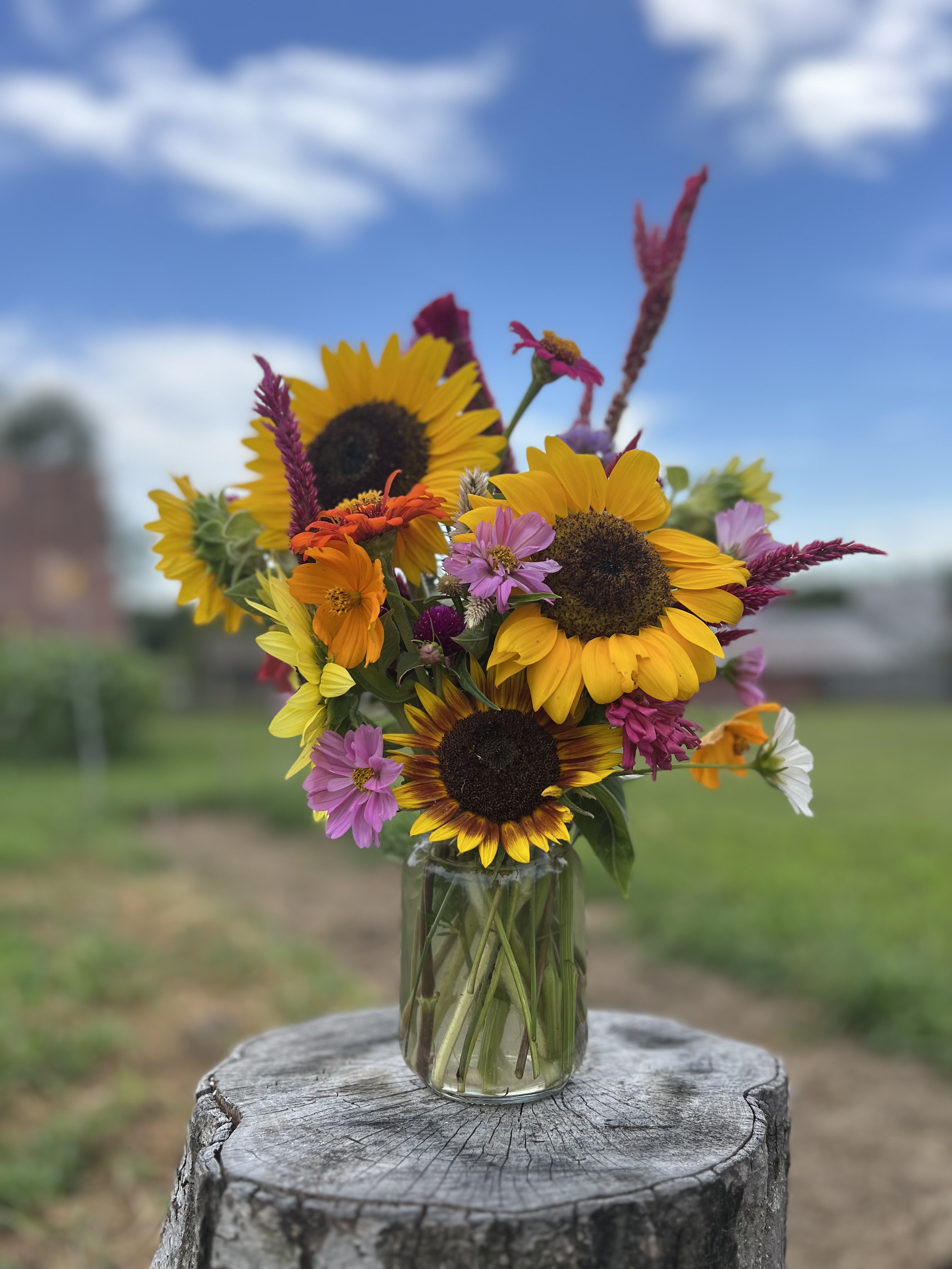 Weston Red Barn Farm photo 7