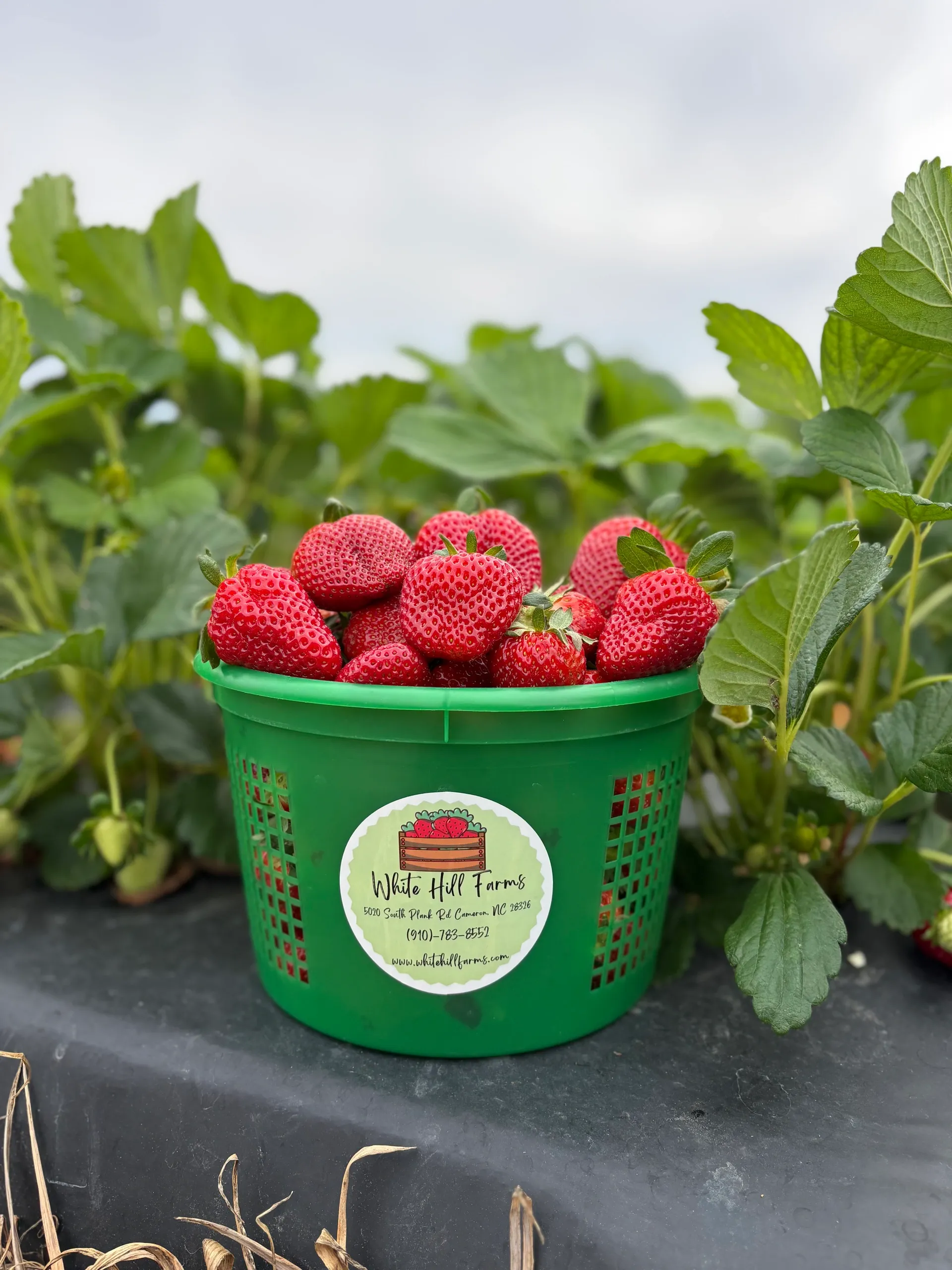 White Hill Farms Strawberries & Produce