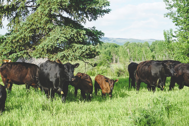 Montana Wagyu Cattle Company