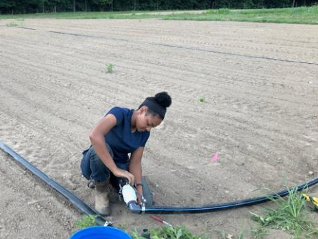 MSU Student Organic Farm and Organic Farmer Training Program photo 2