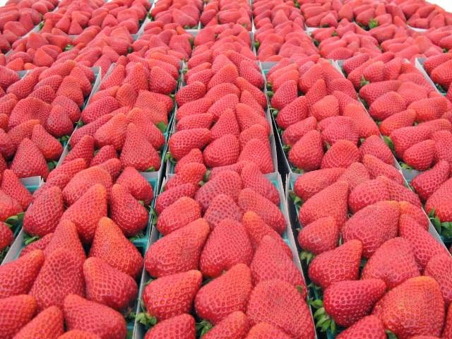 Hollywood Farmers' Market