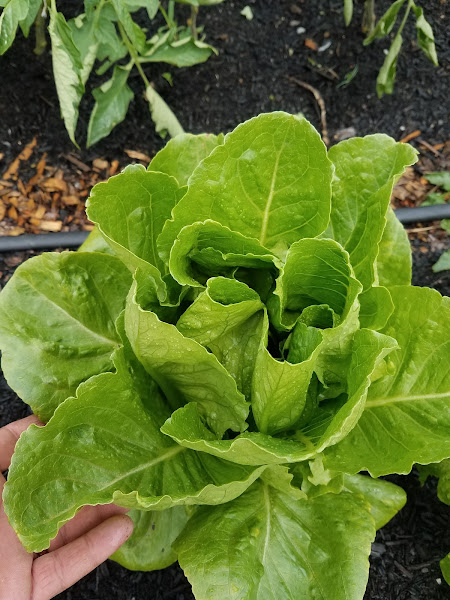 Hourglass Tree Farms