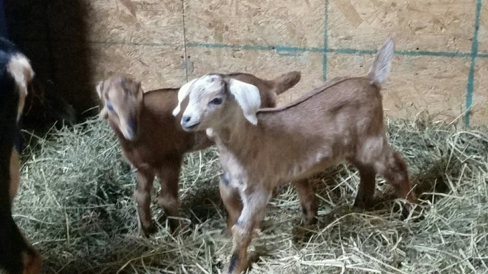 Cherish Creamery LLC photo 4