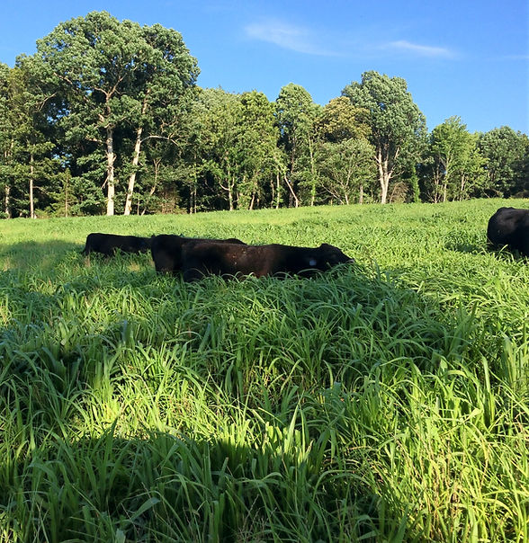 Smithview Farm photo 6