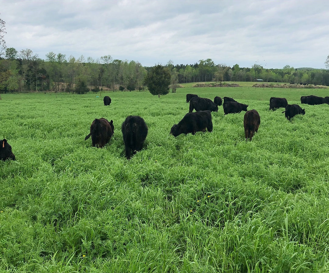 Smithview Farm photo 4