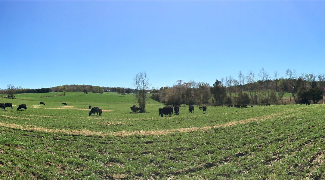 Smithview Farm photo 5