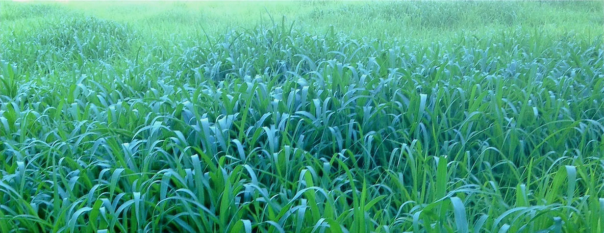 Smithview Farm photo 7