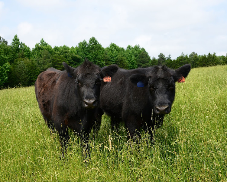 Smithview Farm photo 3