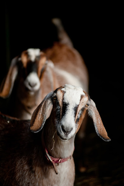 Valley View Farmstead Cheese