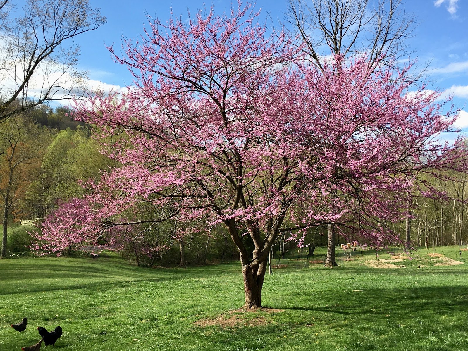 Boone's Bees and Trees photo 2