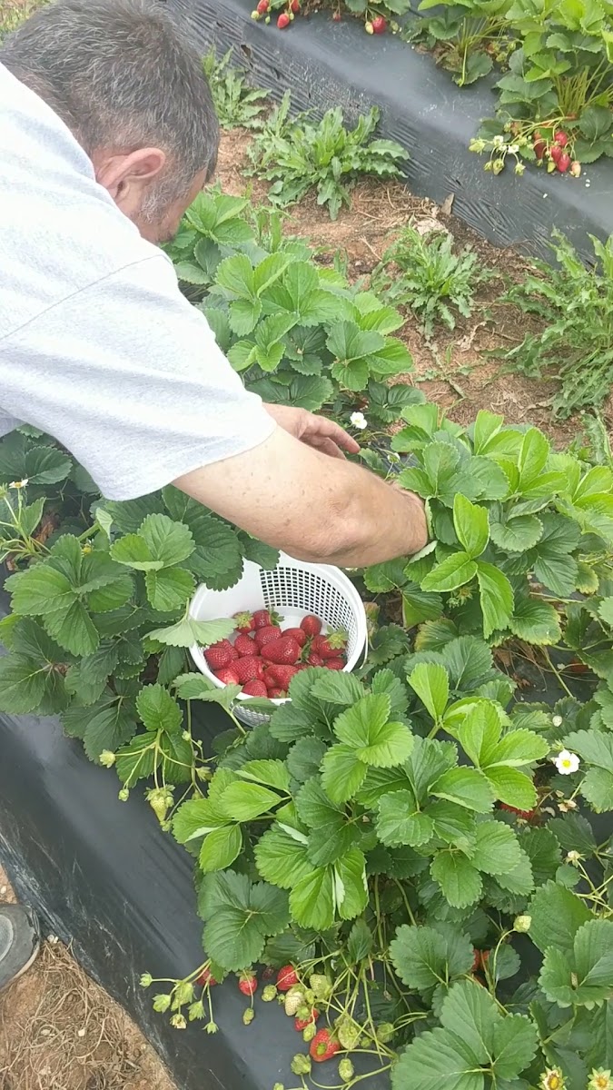 Lever Farms photo 4