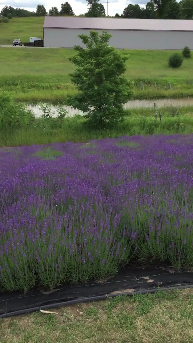 Lavender Hill Farm of Niles, Michigan photo 2