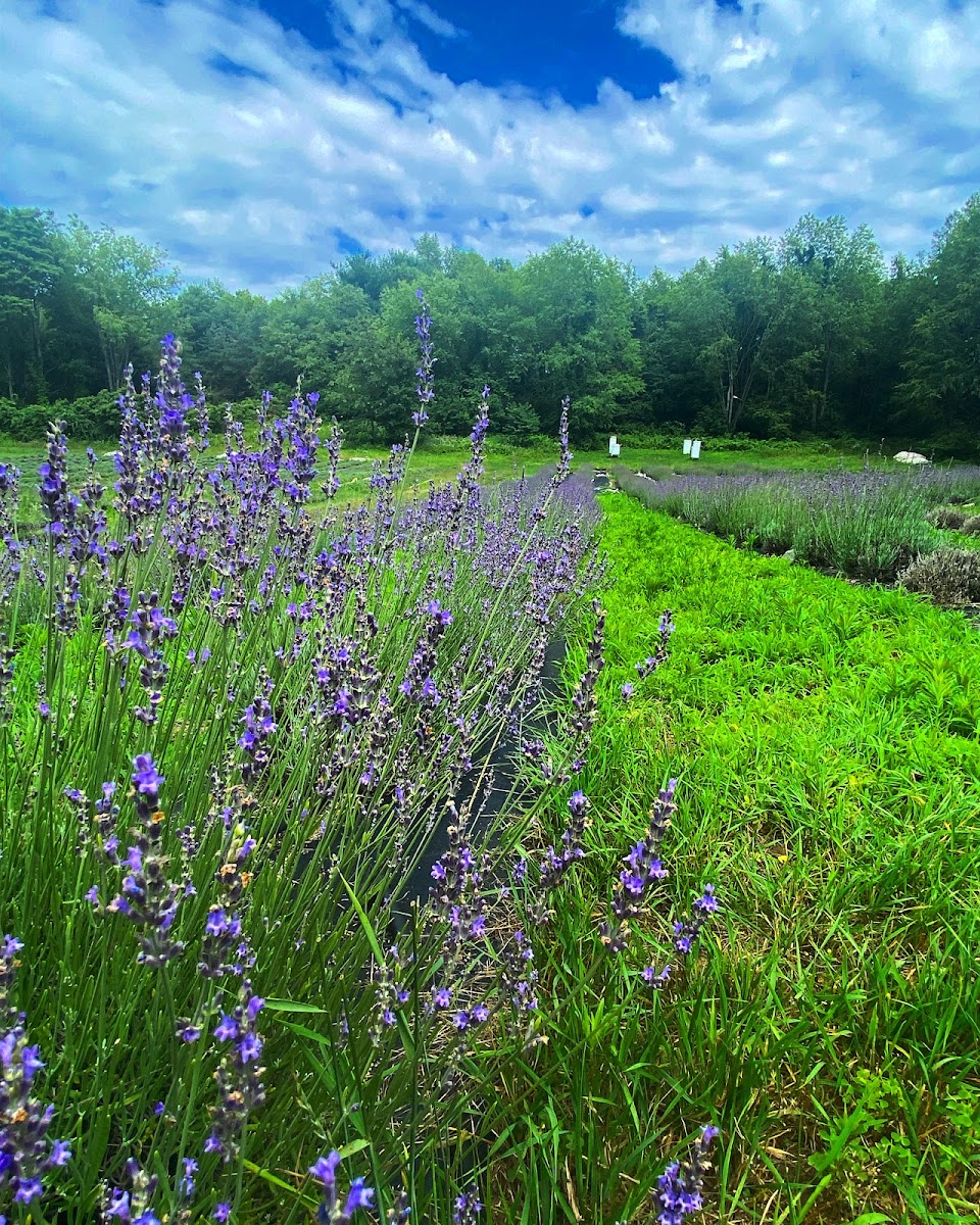 Lavender Hill Farm of Niles, Michigan photo 3