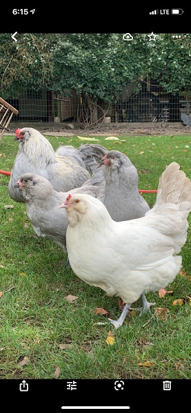 Cedar Crest Farm & Feed photo 2