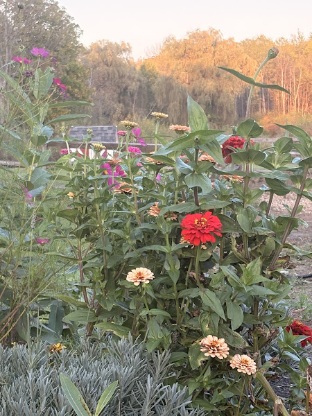 Cedar Crest Farm & Feed photo 3