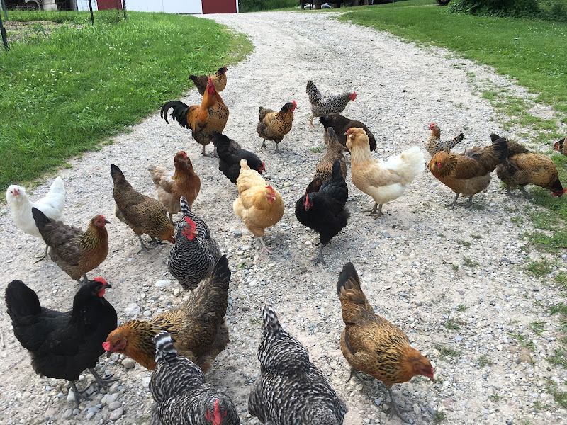 Lindgren Family Farms