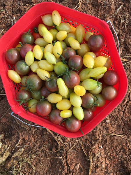 Seven Seasons Farm photo 3