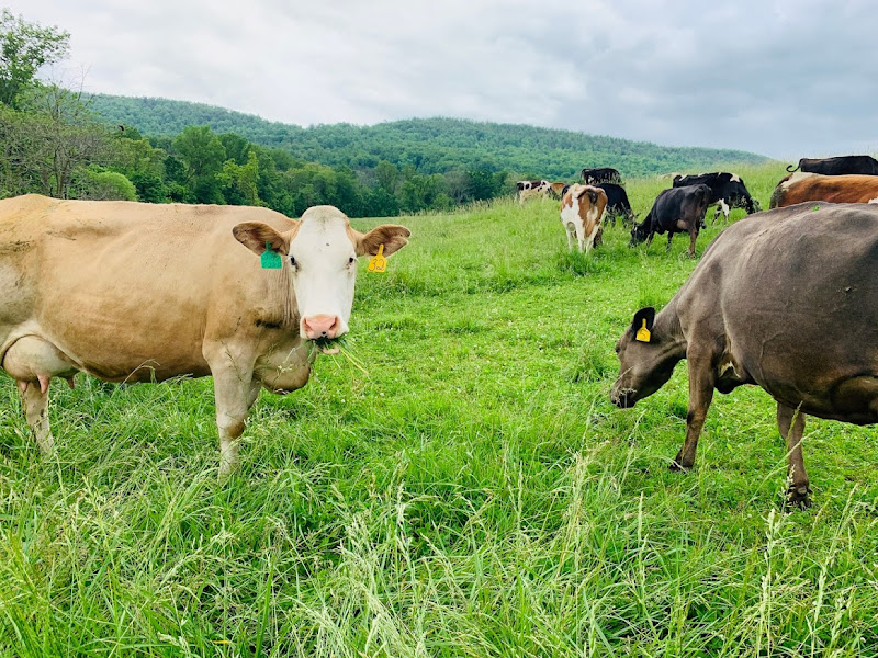 Myron Martin: Peace Hollow Farm Market