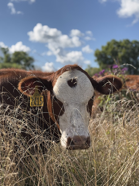 Tierra Verde Farms