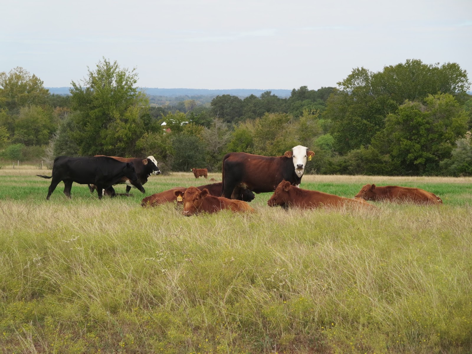 Jolie Vue Farms photo 2