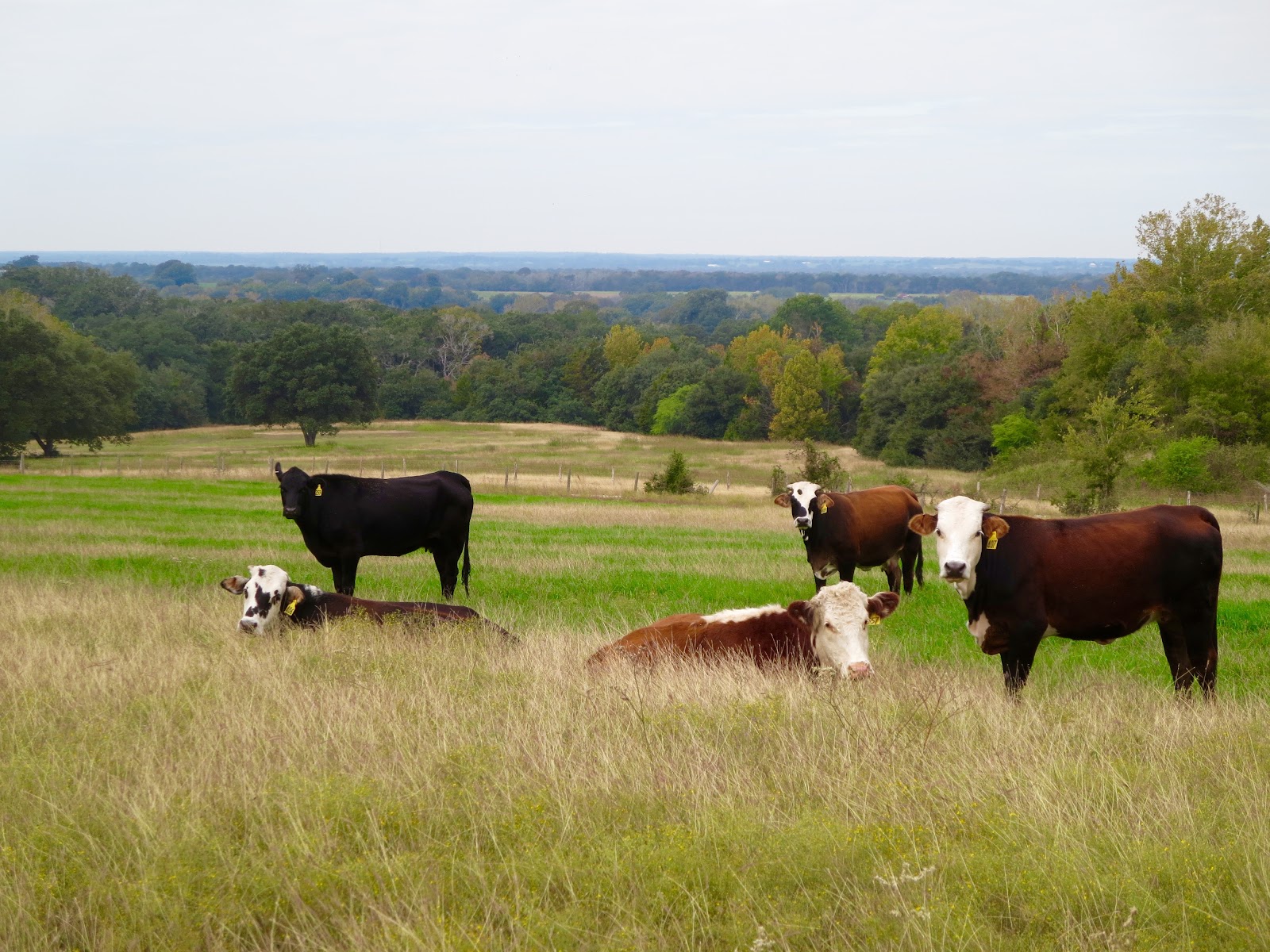 Jolie Vue Farms photo 3