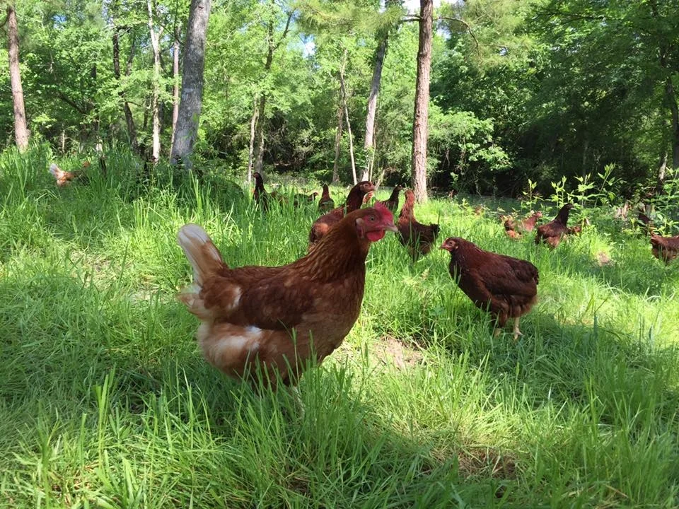 Three Sister Farms photo 10