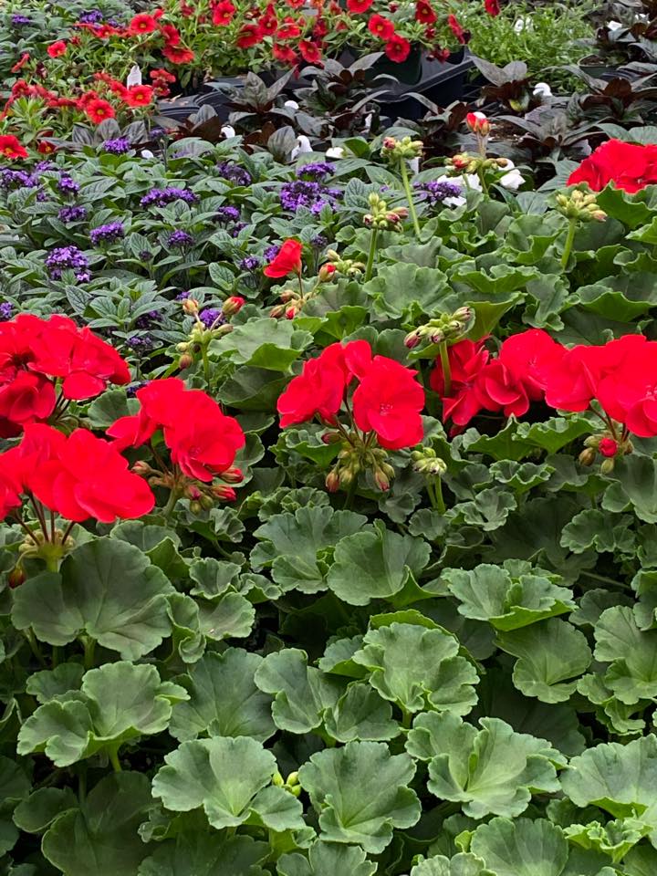 Rock Valley Run CSA Farm & Greenhouse