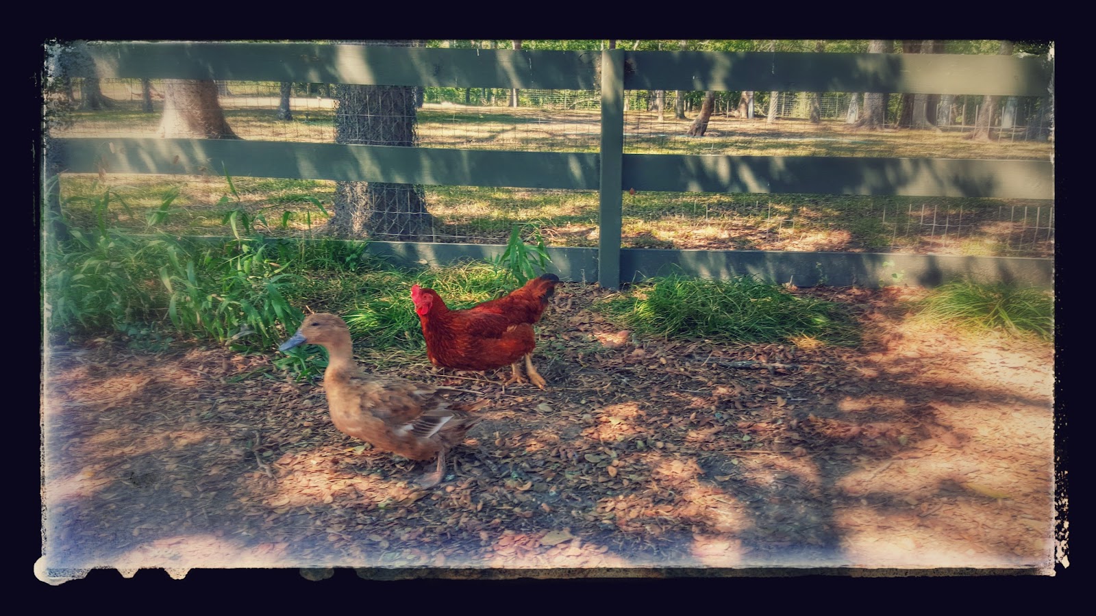 Sand Holler Farm photo 2