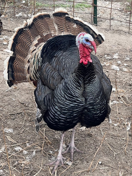 Lone Star Sustainable Farm