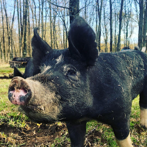 Pike Mountain Farm photo 6