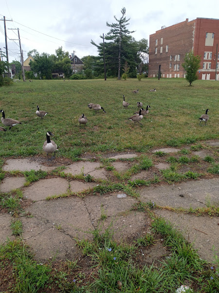 Rising Pheasant Farms