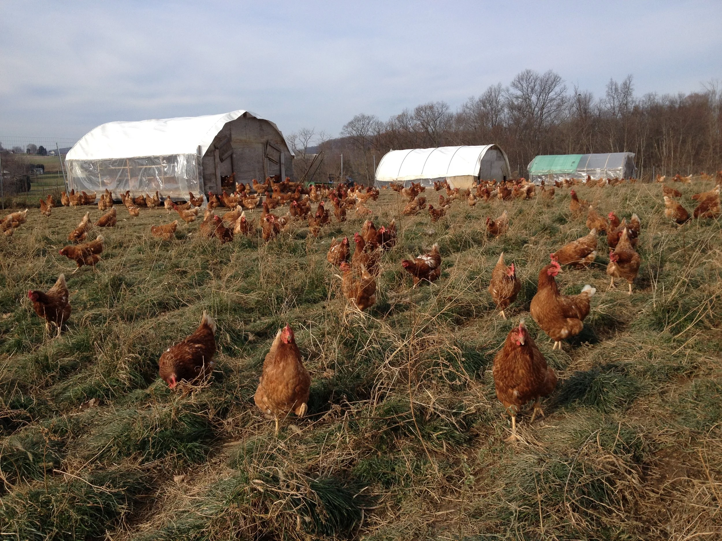 Mud Run Farms photo 9