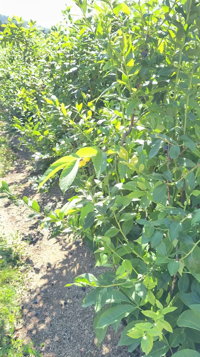 Adkins Blueberry Farm photo 3