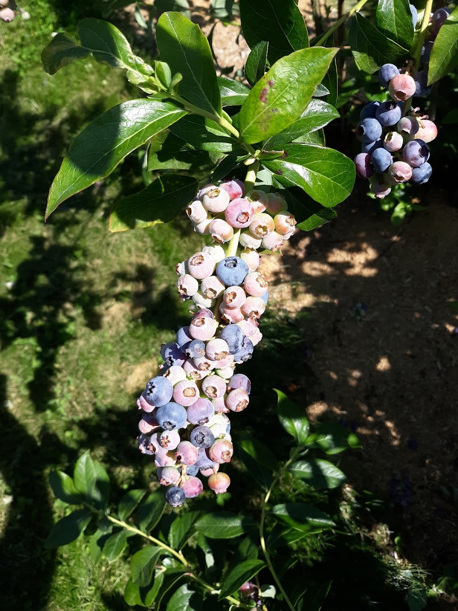 Adkins Blueberry Farm photo 4