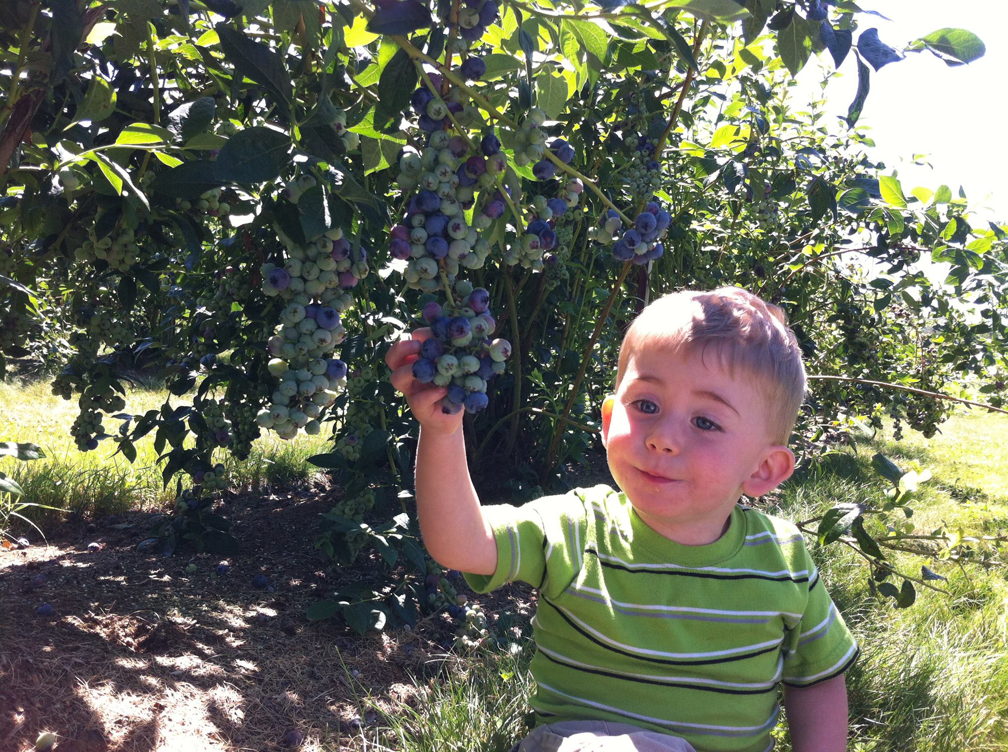 Adkins Blueberry Farm photo 5