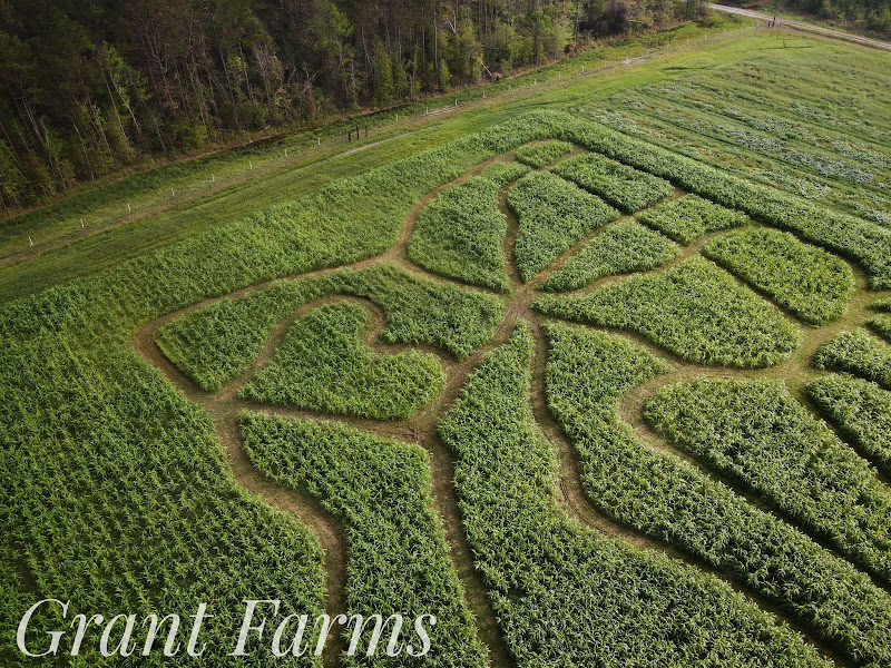 Grant Christmas Tree Farm photo 2