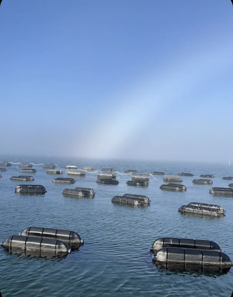 Chadwick Creek Oysters photo 3