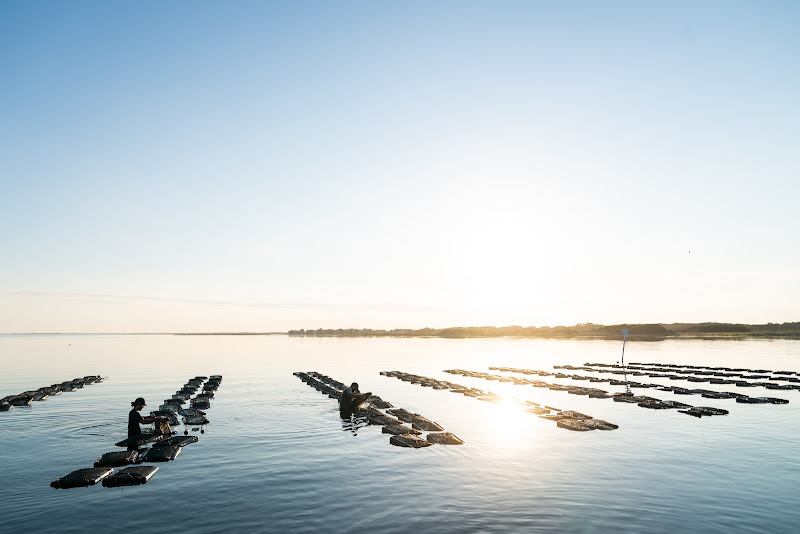 Chadwick Creek Oysters photo 4