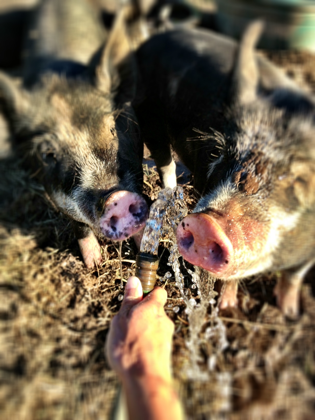 Township 18 Farm & Learning Center