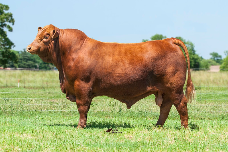 Heritage Cattle Company photo 2