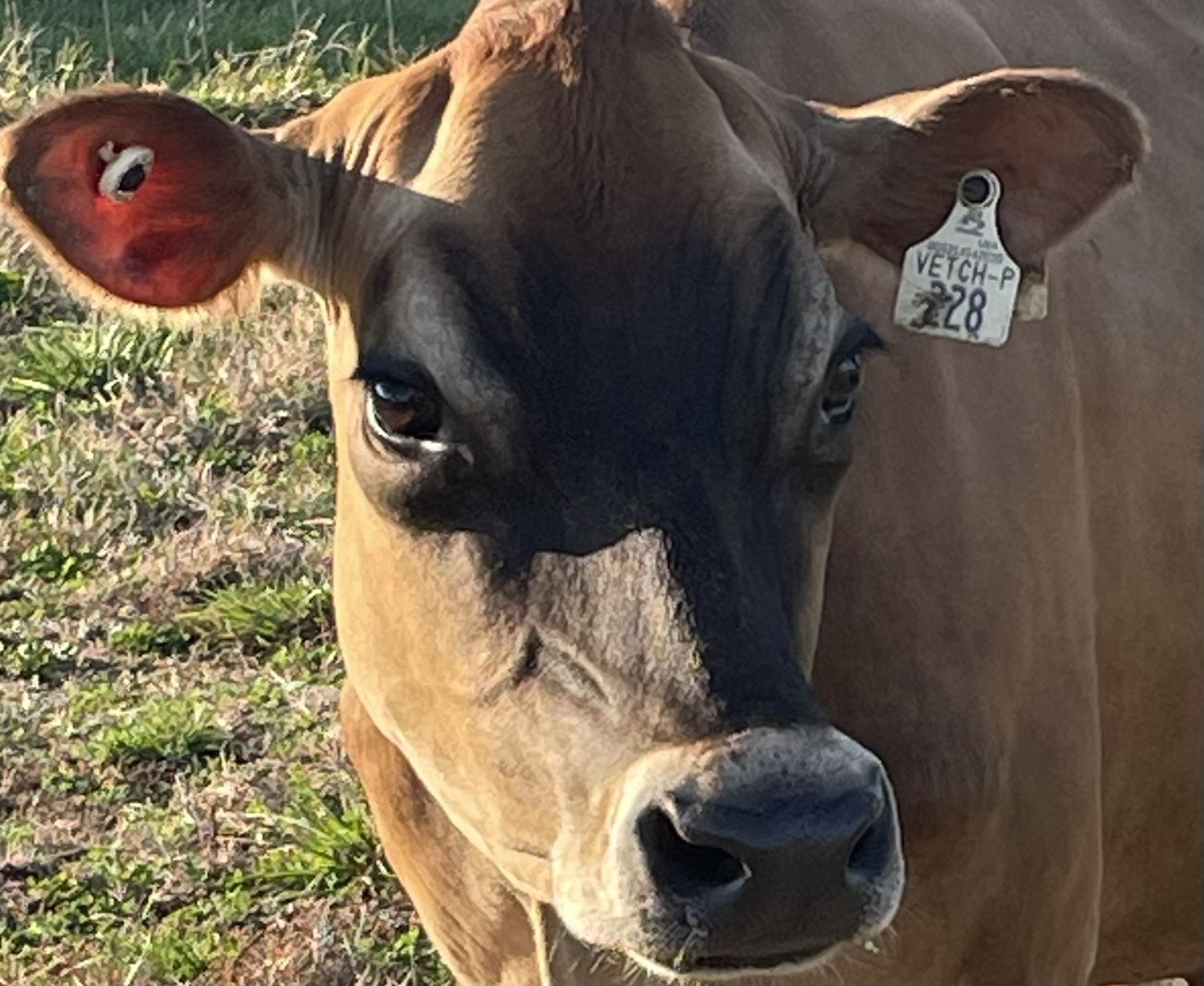 Twisted Ash Farm &amp; Dairy – Chesterfield Pick-Up photo 2