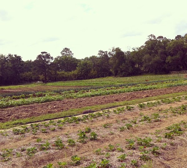 Orchard Pond Organics photo 4