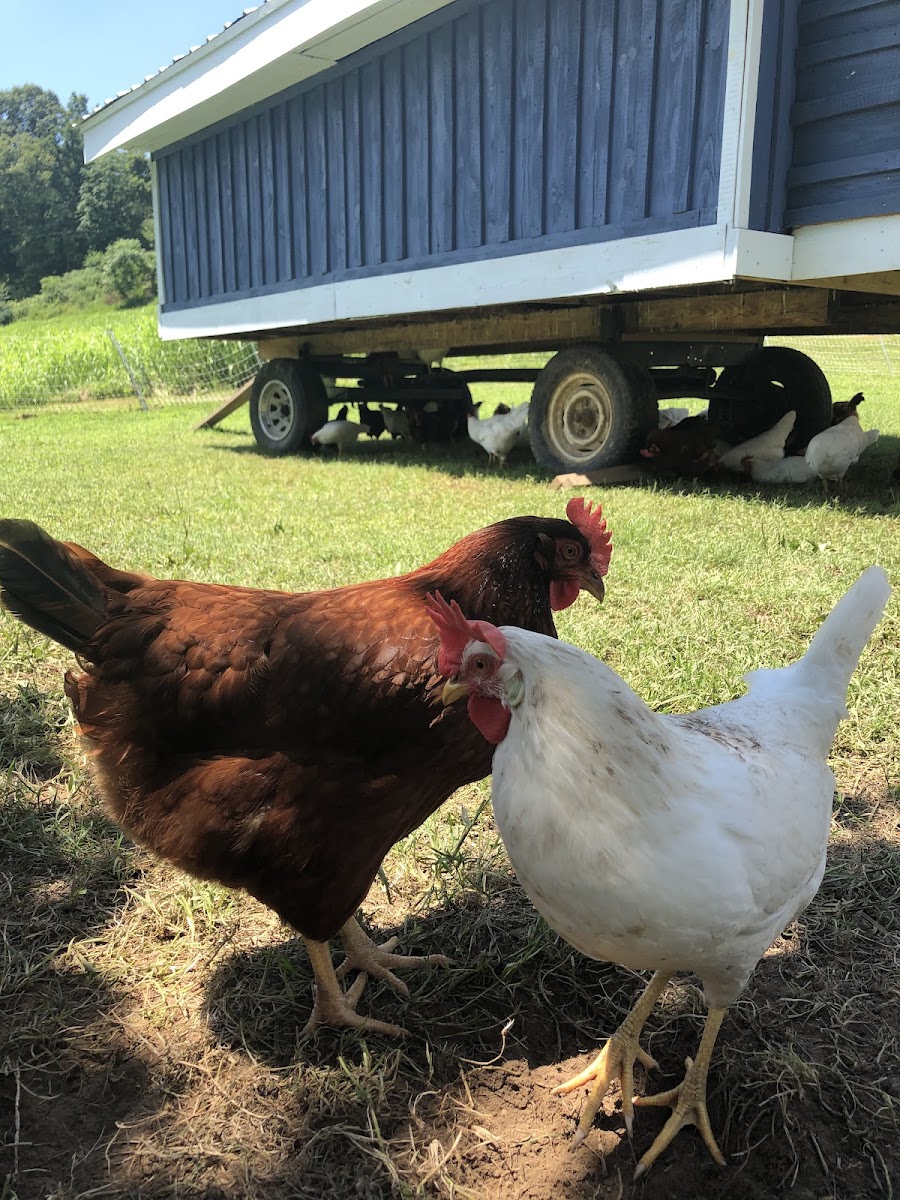 Bountiful Blessings Farm Produce