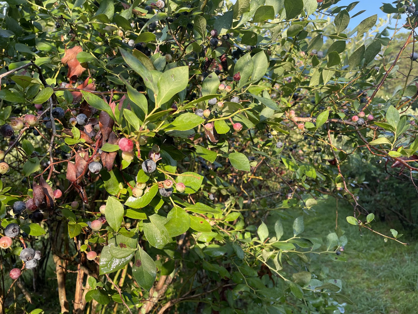 Hawk Hill Berry Farm