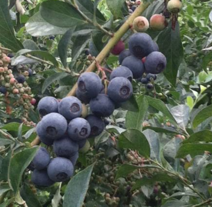 Hawk Hill Berry Farm photo 2