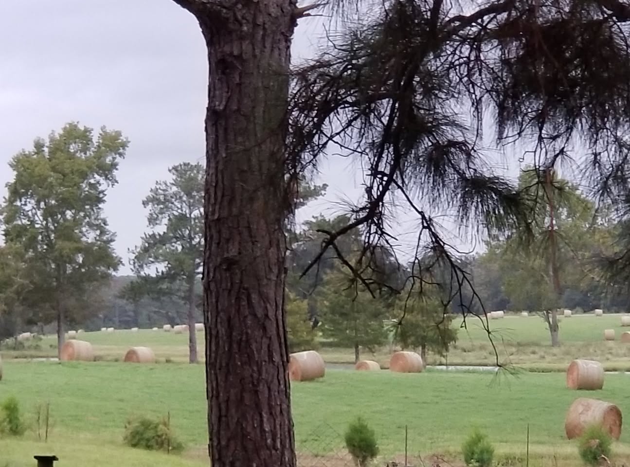 Homegirl's Farm